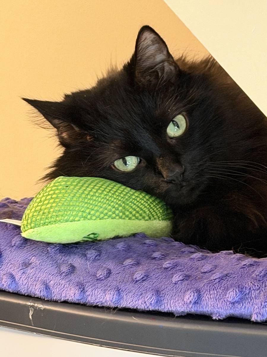 Kylo resting on his catnip toy.