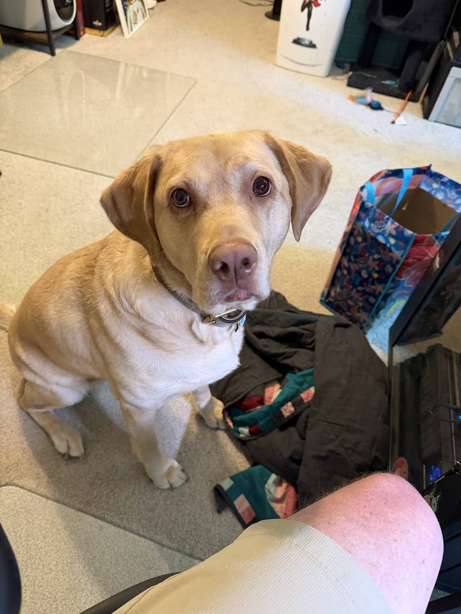 Luna letting me know it's dinner time.
