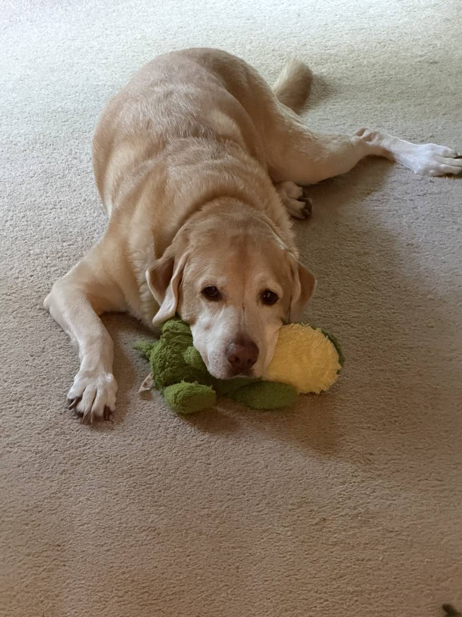 Max loving on his favorite toy.