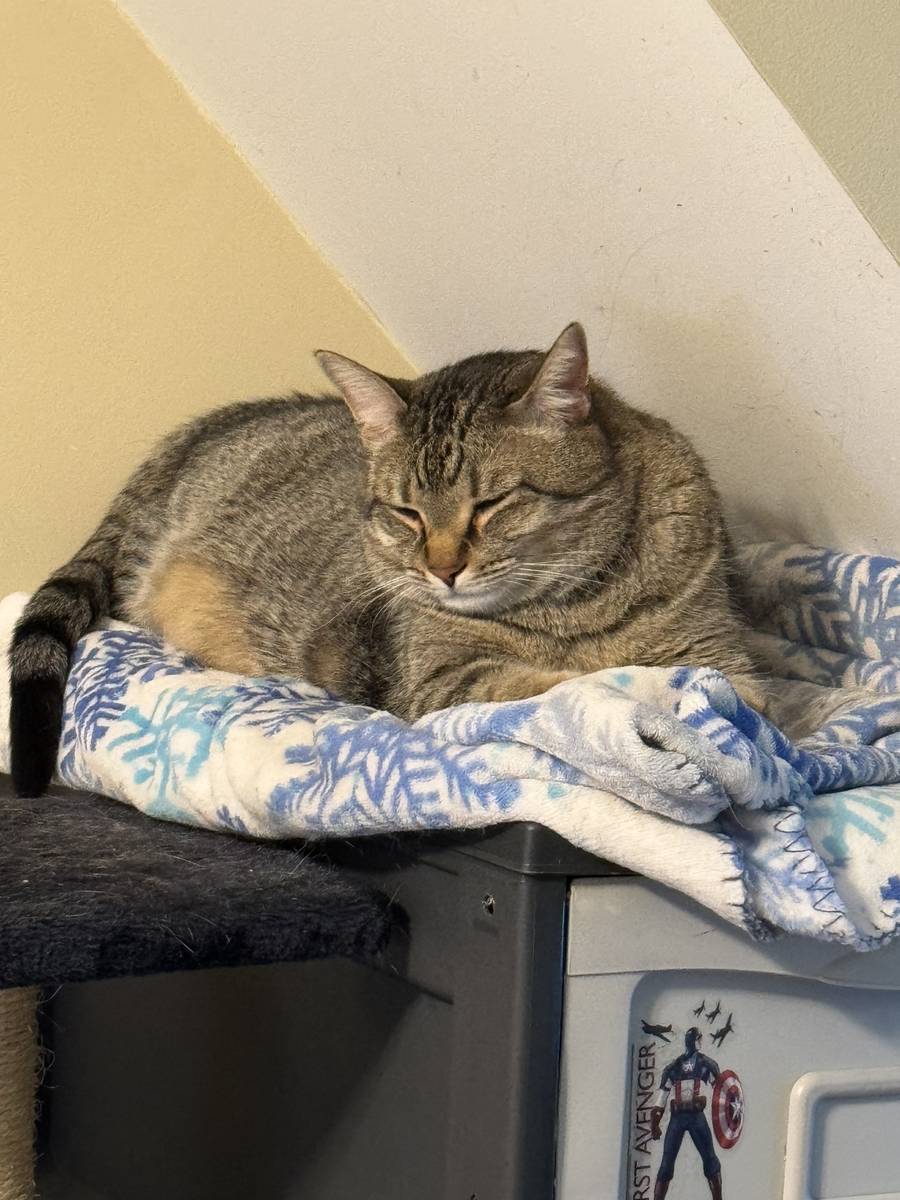 Tabby cat curled up asleep on a blue snowflake-print blanket